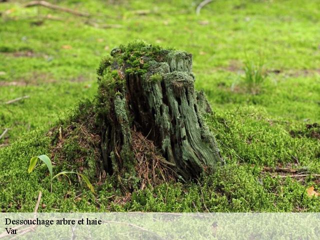 Dessouchage arbre et haie Var 