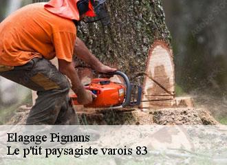 Elagage  pignans-83790 Le p'tit paysagiste varois 83