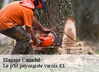 Elagage  canadel-83820 Le p'tit paysagiste varois 83