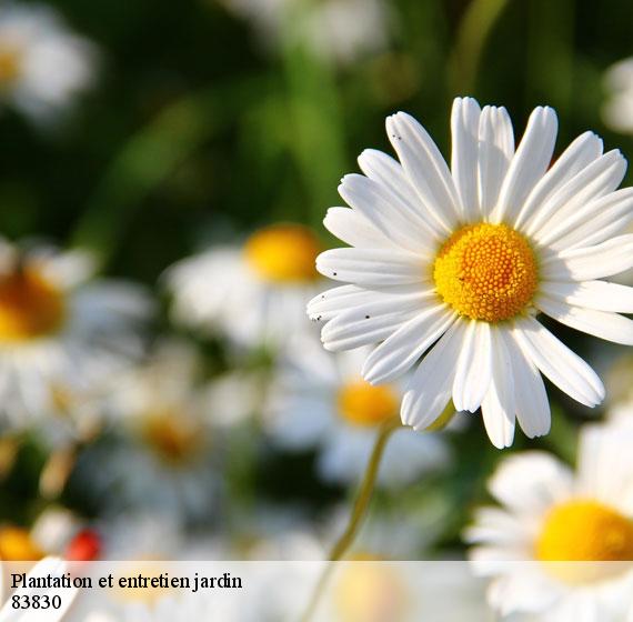 Plantation et entretien jardin  83830