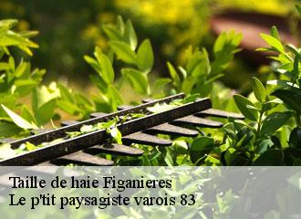 Taille de haie figanieres-83830 Le p'tit paysagiste varois 83