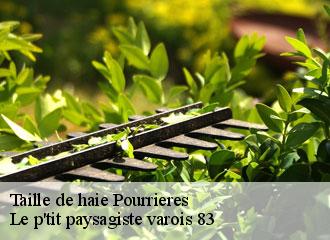 Taille de haie  pourrieres-83910 Le p'tit paysagiste varois 83