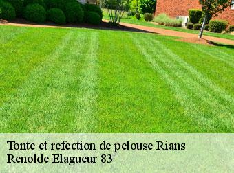 Tonte et refection de pelouse rians-83560 Renolde Elagueur 83