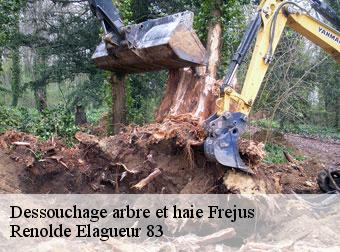 Dessouchage arbre et haie frejus-83600 Renolde Elagueur 83