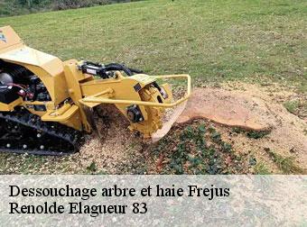 Dessouchage arbre et haie 83600