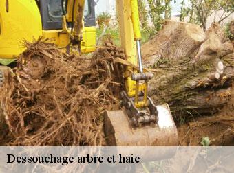 Dessouchage arbre et haie 83600