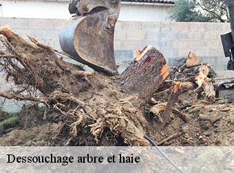 Déssouchage