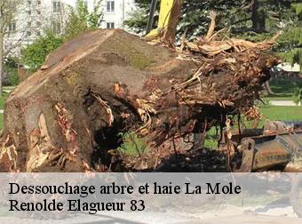 Déssouchage