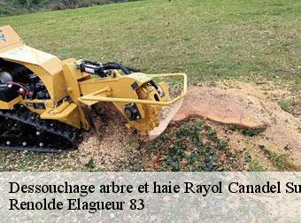 Dessouchage arbre et haie 83820