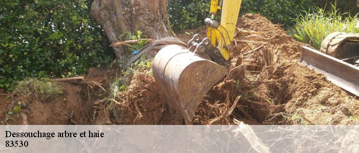 Dessouchage arbre et haie 83530