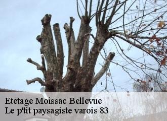Etetage moissac-bellevue-83630 Le p'tit paysagiste varois 83