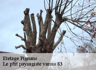 Etetage pignans-83790 Le p'tit paysagiste varois 83